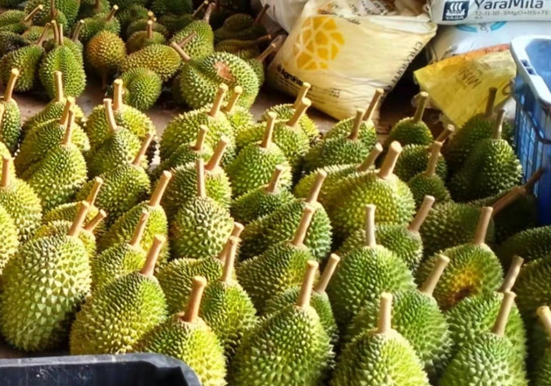 img_durian_mb