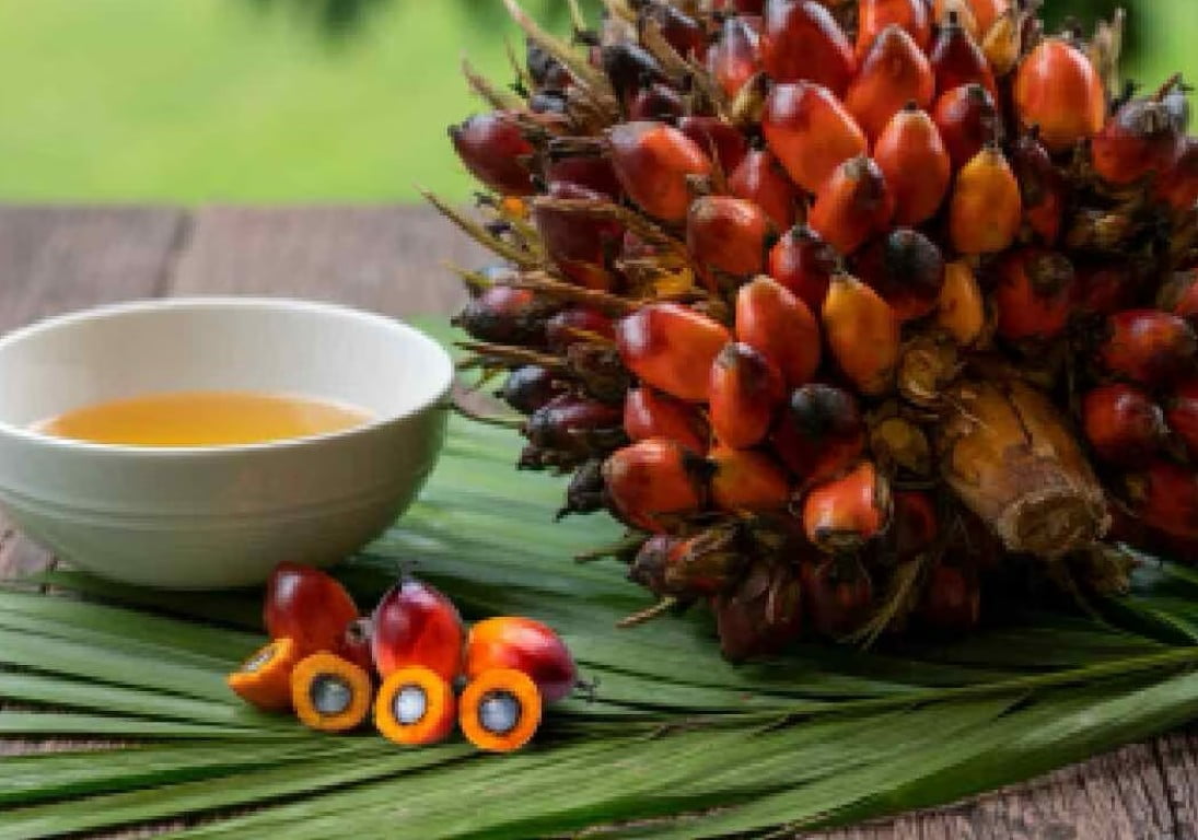 img_palmoil_mb